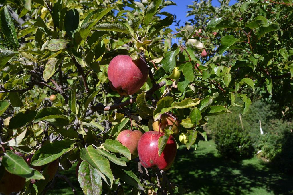 Hosteria Katy San Carlos de Bariloche Dış mekan fotoğraf